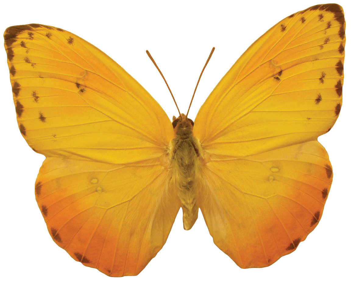 Orange Butterfly Png Image, Butterflies Free Download - Butterflies Download, Transparent background PNG HD thumbnail