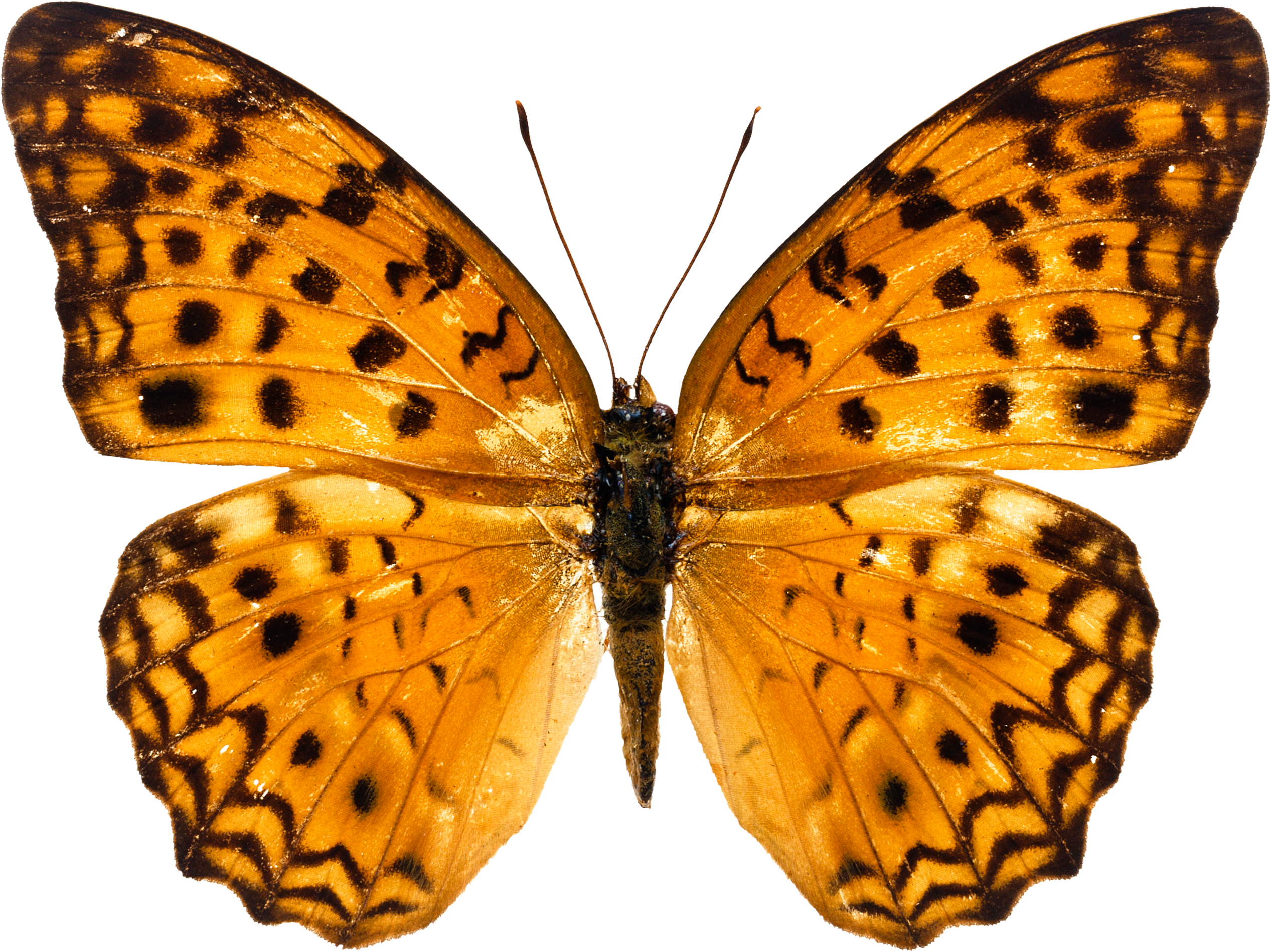 Orange Butterfly Png Image, Butterflies Free Download - Butterflies Download, Transparent background PNG HD thumbnail