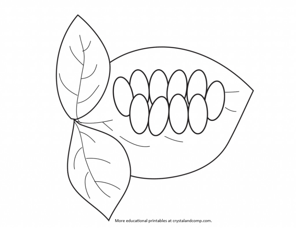 1024X788 Coloring Pages Of The Butterfly Life Cycle New Drawn Caterpillar - Butterfly Eggs On A Leaf, Transparent background PNG HD thumbnail