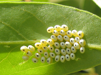 A Collection Of Butterfly Eggs Attached To A Leaf - Butterfly Eggs On A Leaf, Transparent background PNG HD thumbnail