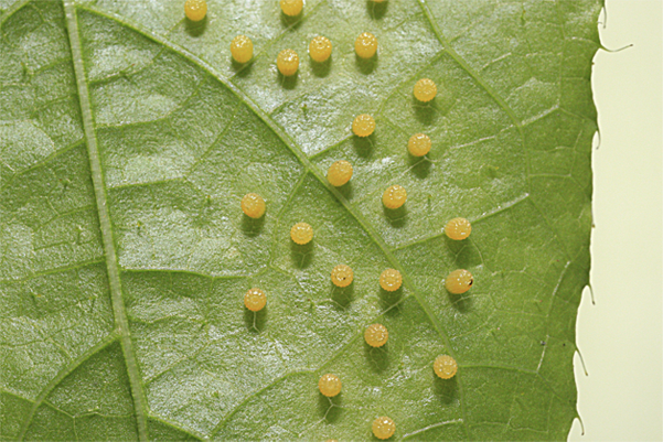 A Female Butterfly Uses Sight To Locate Potential Host Plants, And Upon Landing, It Tastes The Leaf With The Receptors On Her Feet To Ascertain She Has Hdpng.com  - Butterfly Eggs On A Leaf, Transparent background PNG HD thumbnail