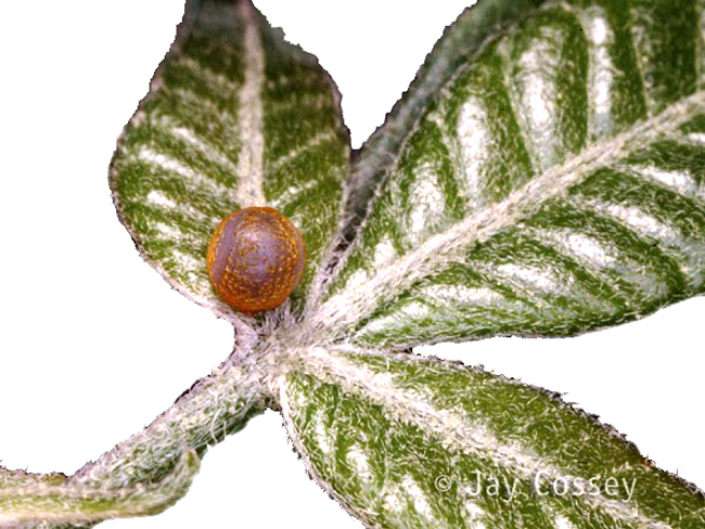 Butterfly Egg On Leaf - Butterfly Eggs On A Leaf, Transparent background PNG HD thumbnail