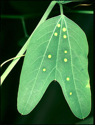 Butterfly Eggs On A Leaf PNG - Egg Mimics On Passion 