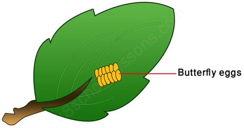 Example Of Butterfly Eggs - Butterfly Eggs On A Leaf, Transparent background PNG HD thumbnail