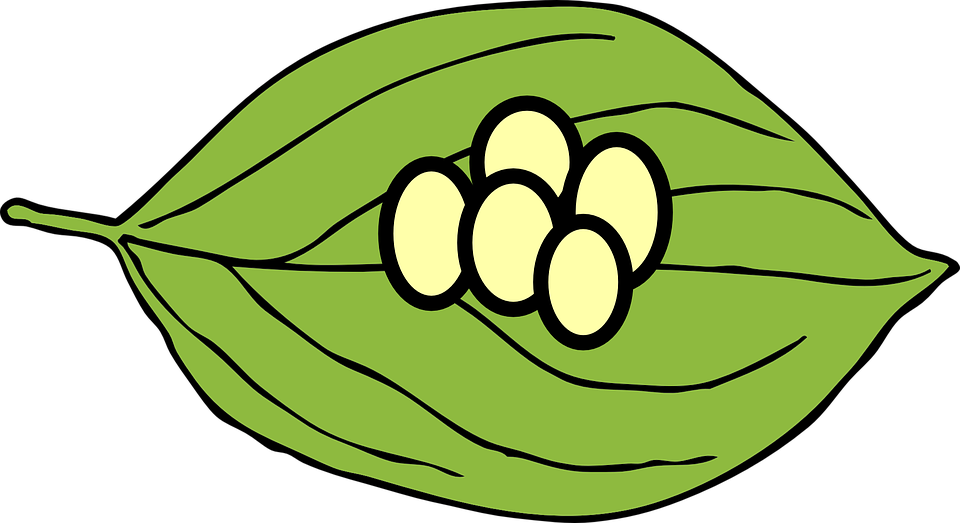 Leaf Eggs Butterfly Oval Green Plant Nature - Butterfly Eggs On A Leaf, Transparent background PNG HD thumbnail