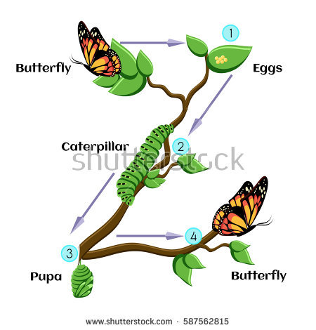Life Cycle Butterfly Eggs Caterpillar Pupa Stock Photo (Photo, Vector, Illustration) 587562815   Shutterstock - Butterfly Eggs On A Leaf, Transparent background PNG HD thumbnail