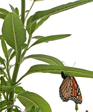 Monarch Butterfly Abdomen Tipped Up Laying An Egg Under The Green Leaf Of An Asclepias Curassavica - Butterfly Eggs On A Leaf, Transparent background PNG HD thumbnail