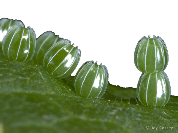 Owl Butterfly Eggs Angelwing Questionmark Eggs - Butterfly Eggs On A Leaf, Transparent background PNG HD thumbnail