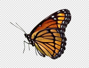 Butterfly Png Image #24 - Butterfly, Transparent background PNG HD thumbnail