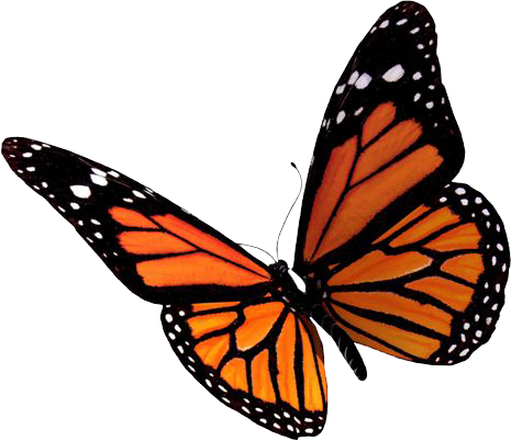 Flying Butterflies Png Clipart - Butterfly, Transparent background PNG HD thumbnail