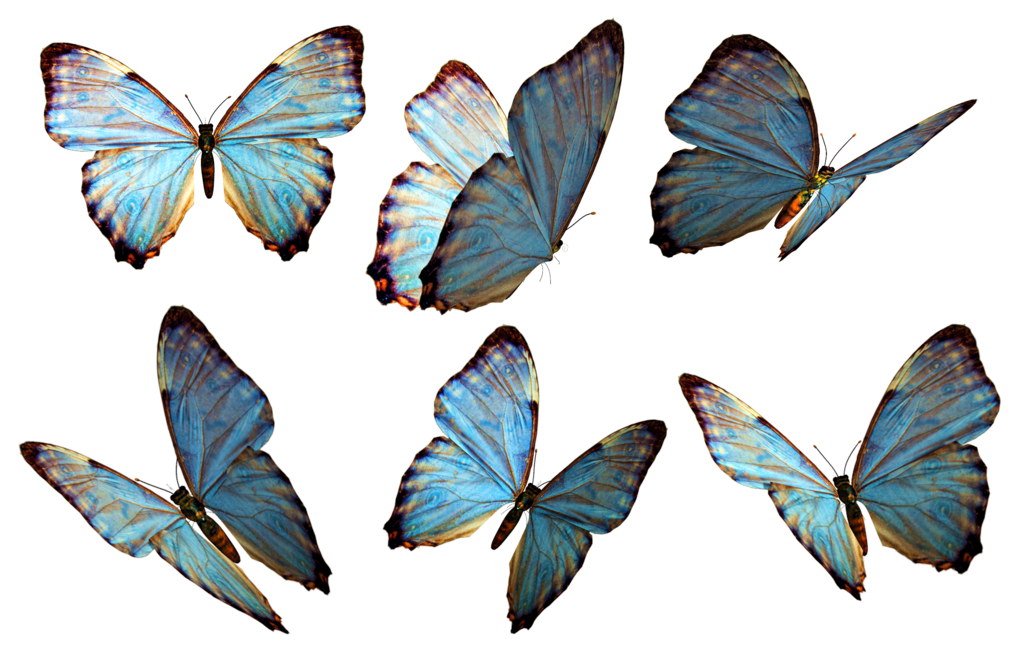Flying Butterflies Png Image - Butterfly, Transparent background PNG HD thumbnail