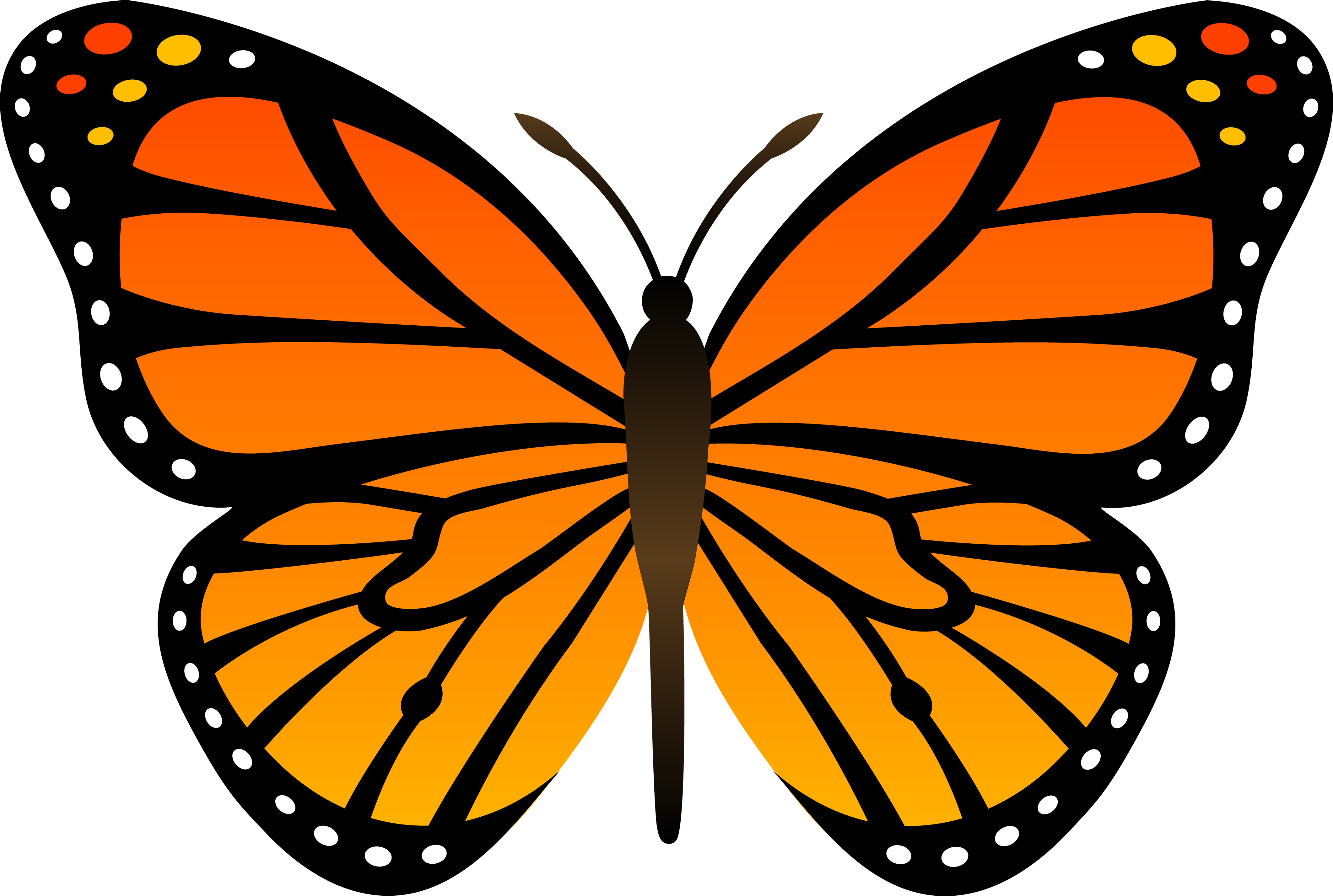Orange Butterfly Png Image, Butterflies Free Download - Butterfly, Transparent background PNG HD thumbnail
