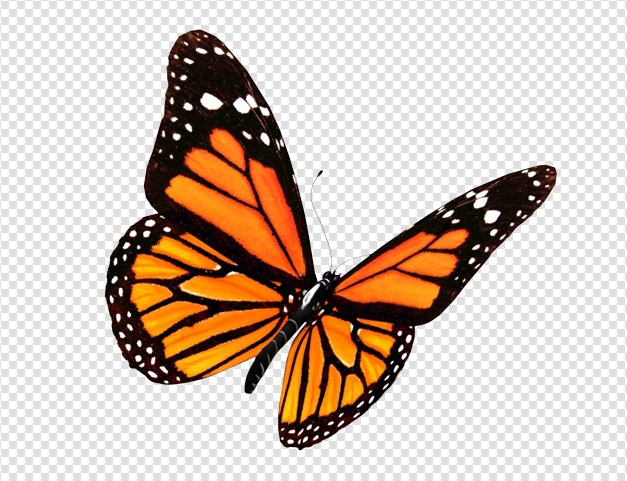 Hdpng - Butterfly, Transparent background PNG HD thumbnail