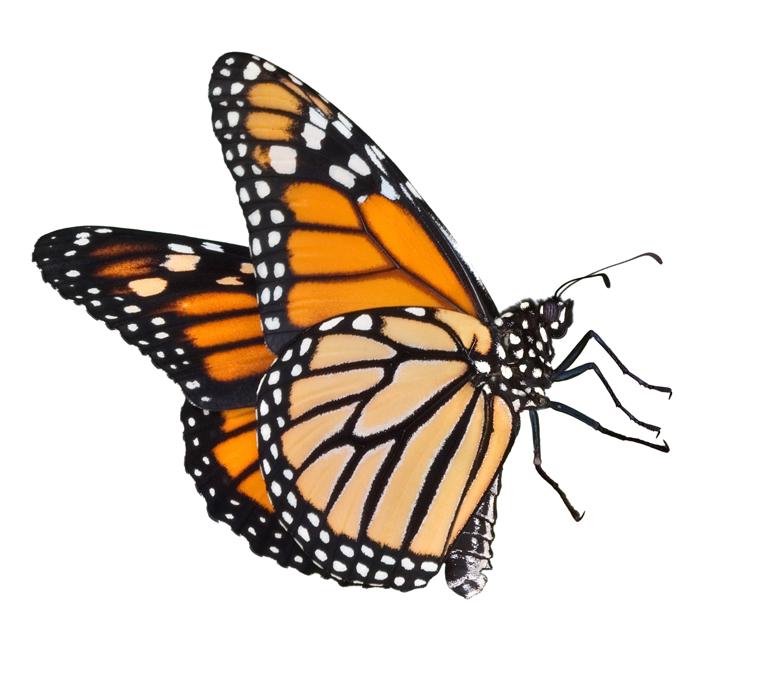 Butterflies Png Image #26564 - Butterfly, Transparent background PNG HD thumbnail