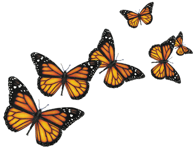 Butterflies Png Image #6719 - Butterfly, Transparent background PNG HD thumbnail