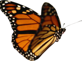 Butterfly,insect,monarch,wing,nature,lepidoptera,outdoors,metamorphosis, - Butterfly, Transparent background PNG HD thumbnail