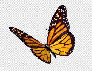 Butterfly Png Image #11 - Butterfly, Transparent background PNG HD thumbnail