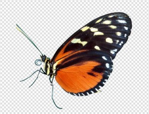 Butterfly Png Image #2 - Butterfly, Transparent background PNG HD thumbnail