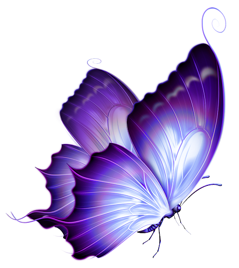 Purple Butterfly Png.png (480×538) - Butterfly, Transparent background PNG HD thumbnail
