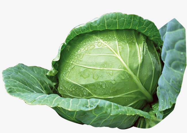 Green Cabbage, Vegetables, Cabbage Png Image And Clipart - Cabbage, Transparent background PNG HD thumbnail