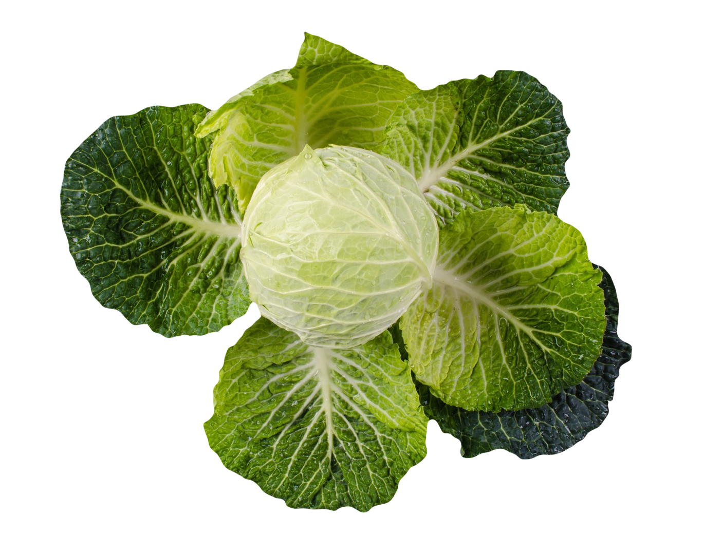 Hdpng - Cabbage, Transparent background PNG HD thumbnail