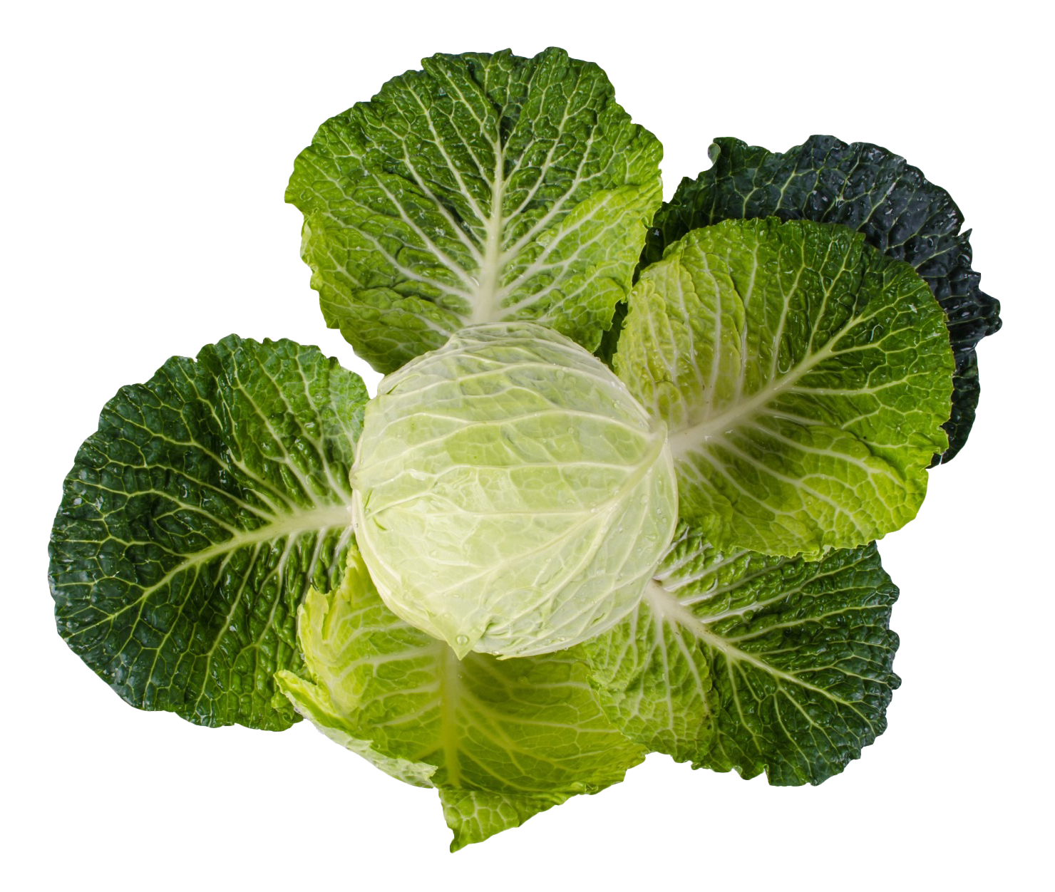 Cabbage Png Image - Cabbage, Transparent background PNG HD thumbnail