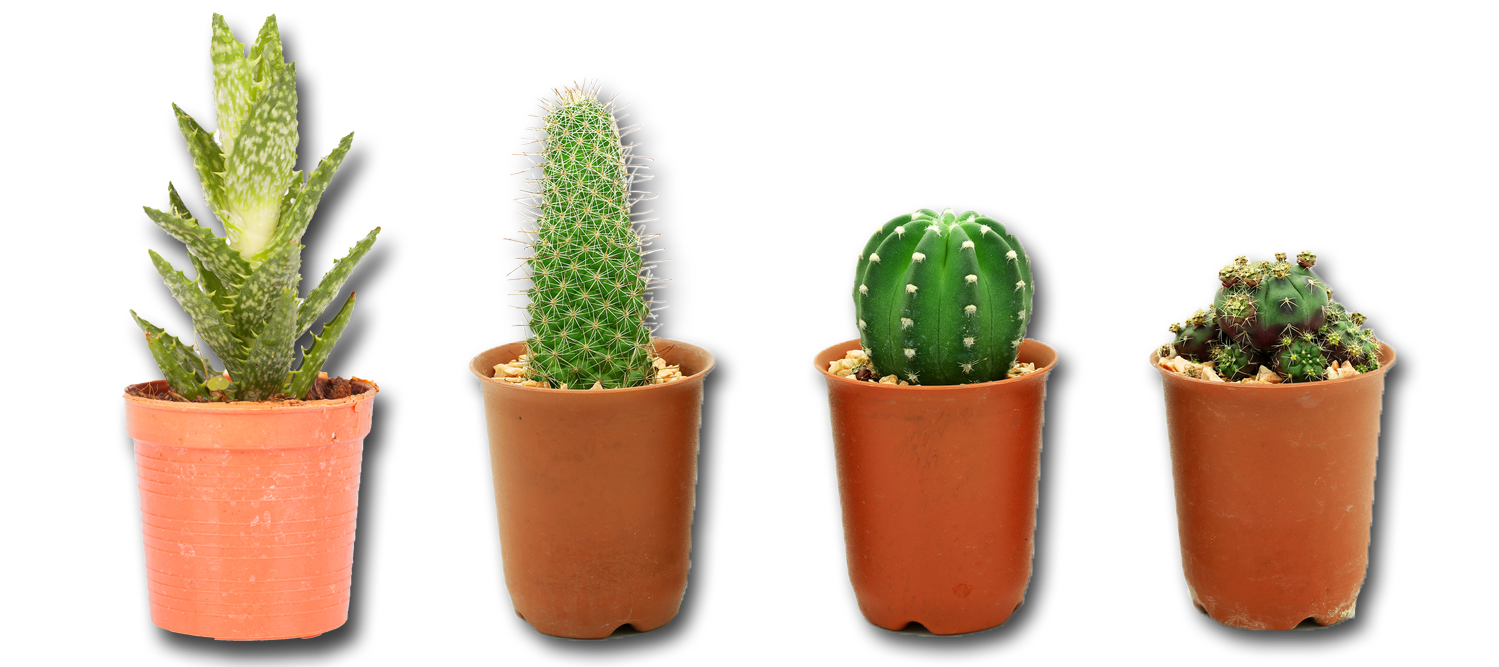 Cactus Png - PNG Kaktus