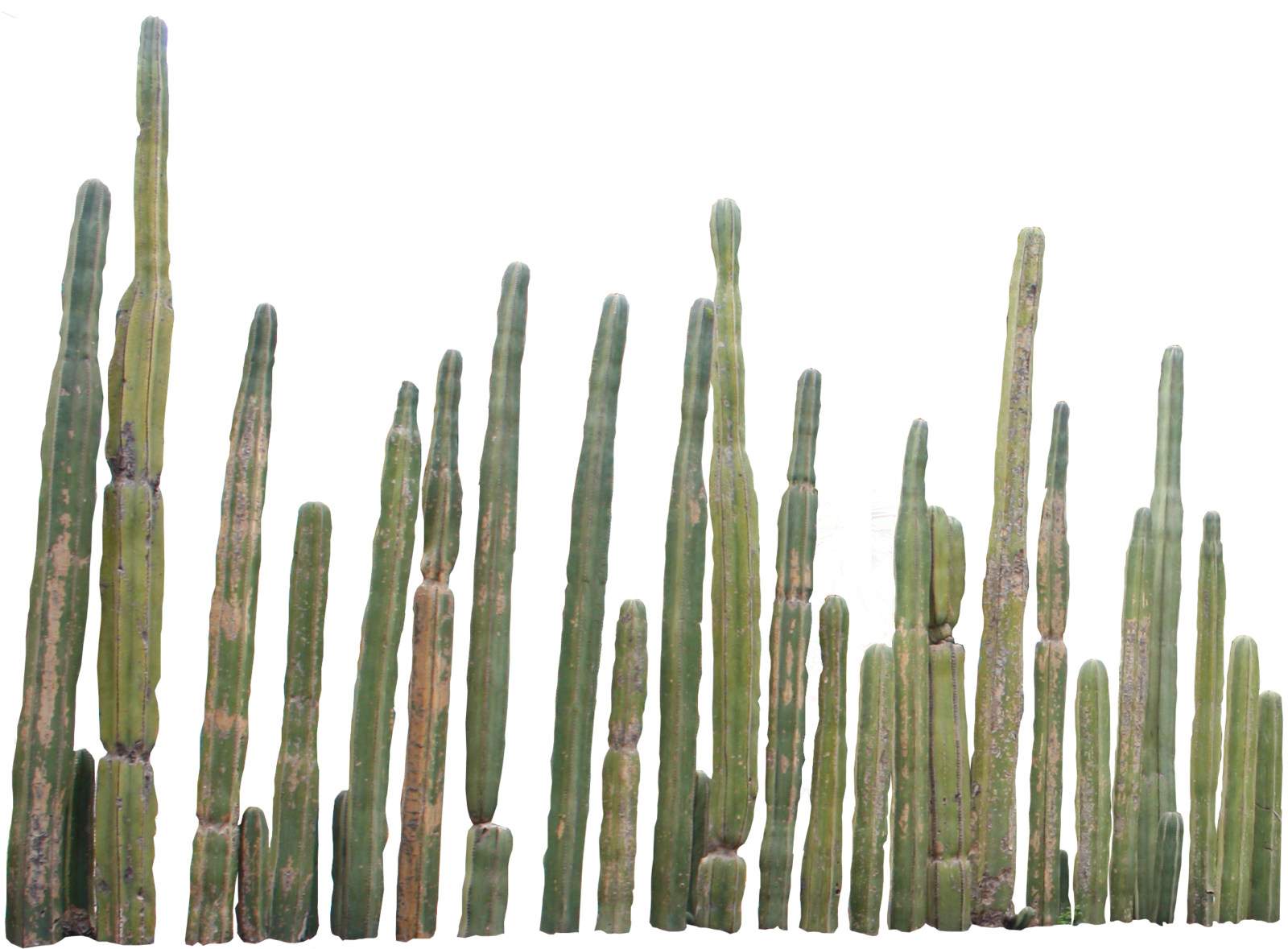 Cactus PNG File