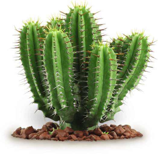 Cactus Plant PNG Image