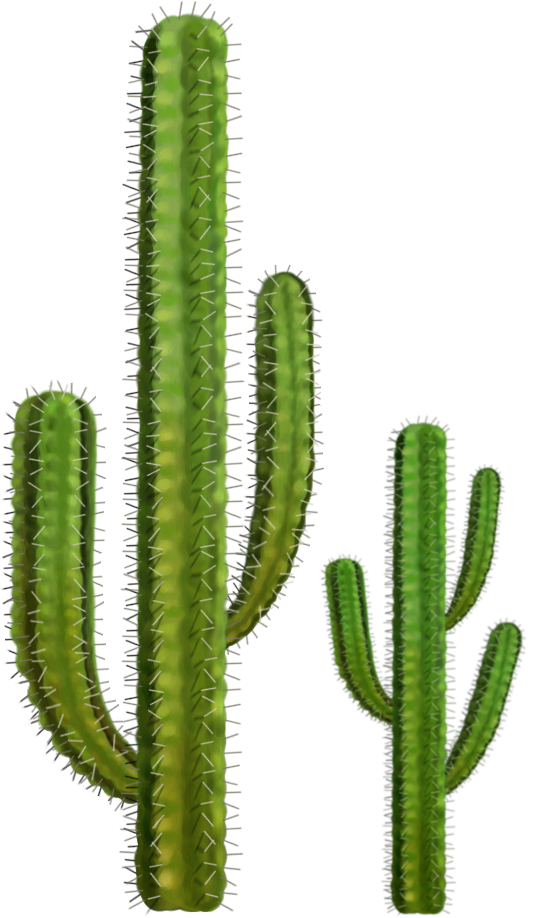 cactus - Google Search - Cact