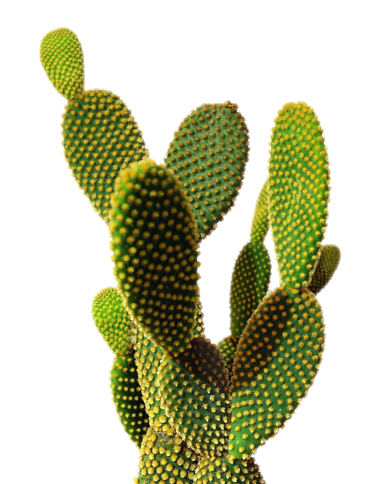 Cactus PNG File