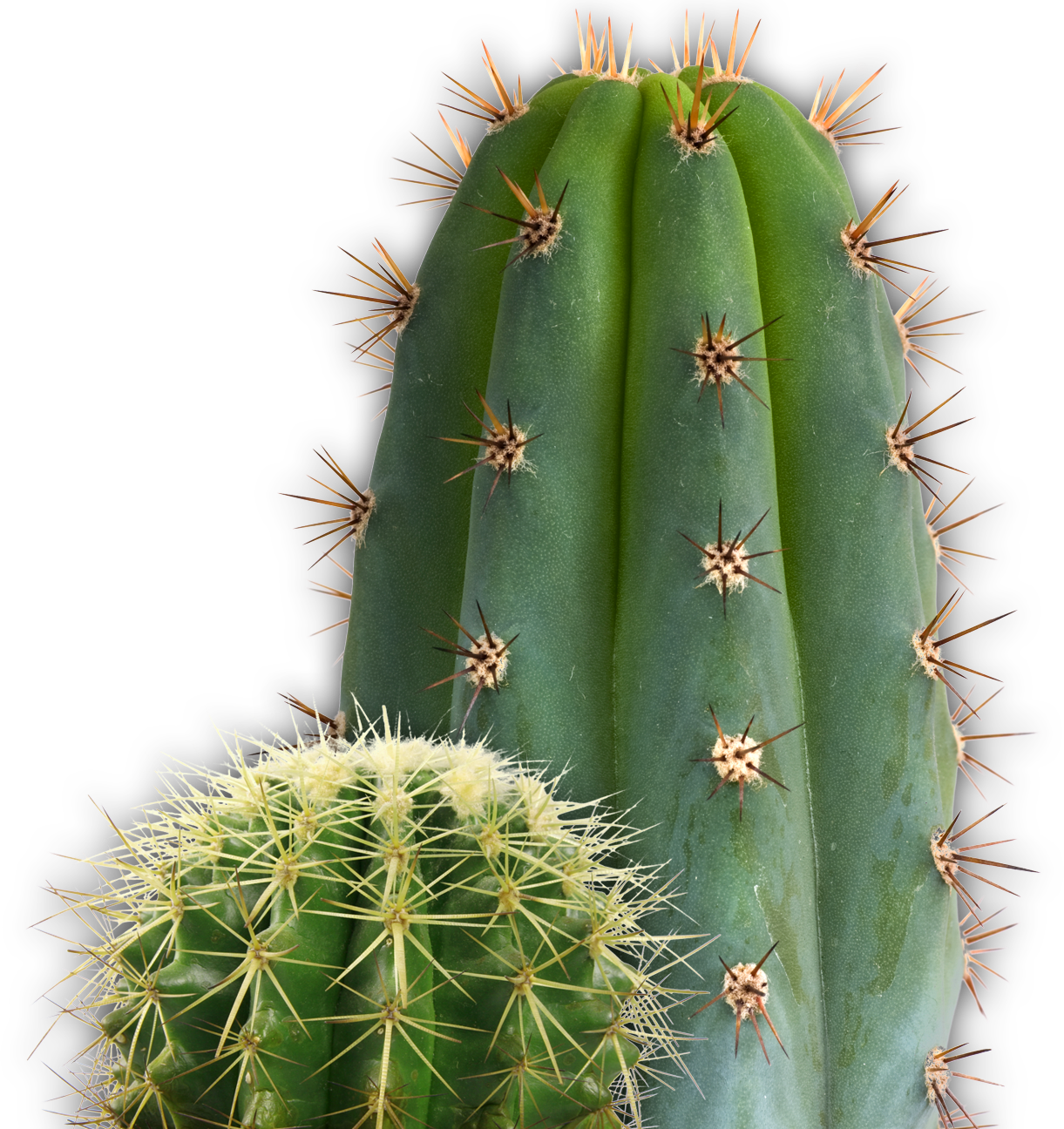 Cactus Png Image, Free Picture Cactus Download - Cactus, Transparent background PNG HD thumbnail