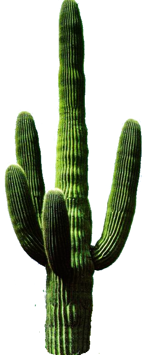 Cactus Png - 1000 pics