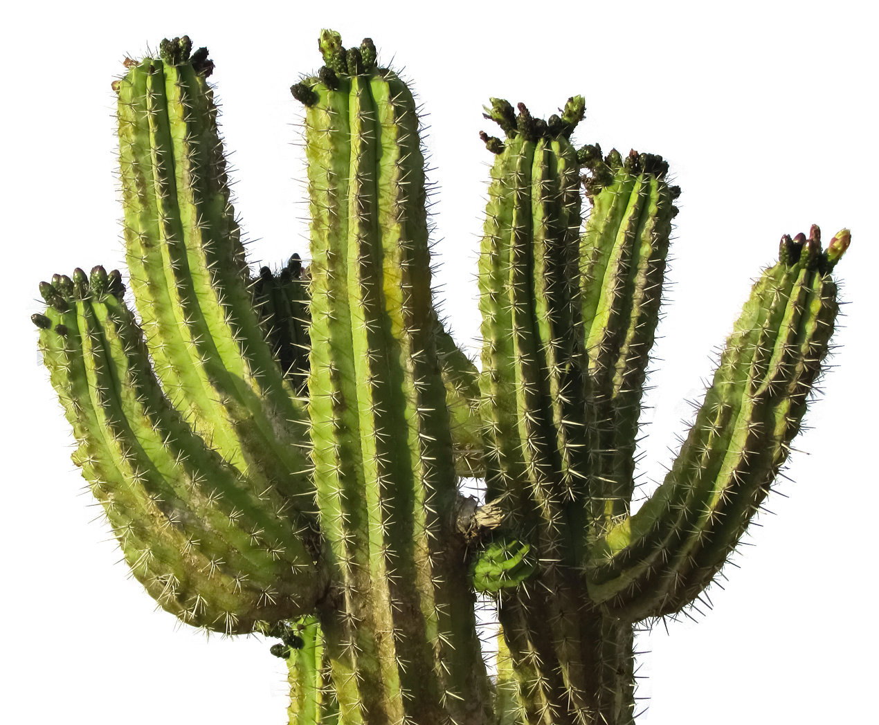 Cactus Desert Plant Png Transparent Image - Cactus, Transparent background PNG HD thumbnail