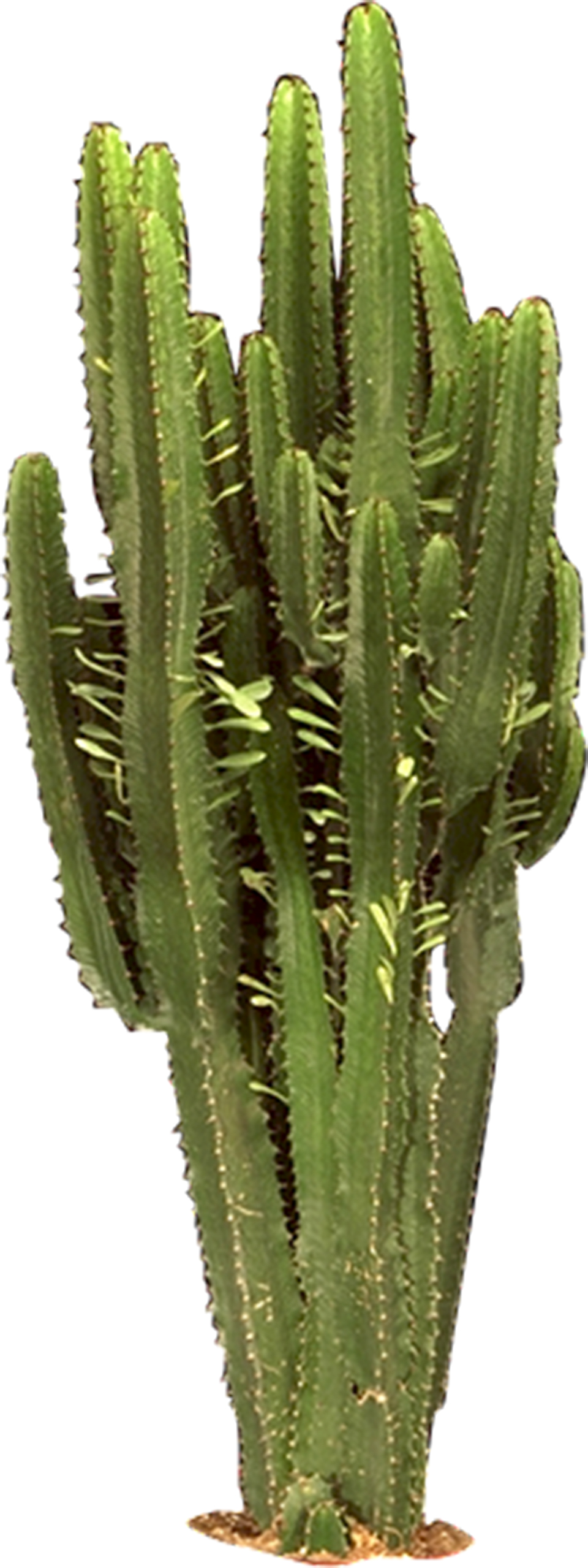 Cactus   Google Search - Cactus, Transparent background PNG HD thumbnail
