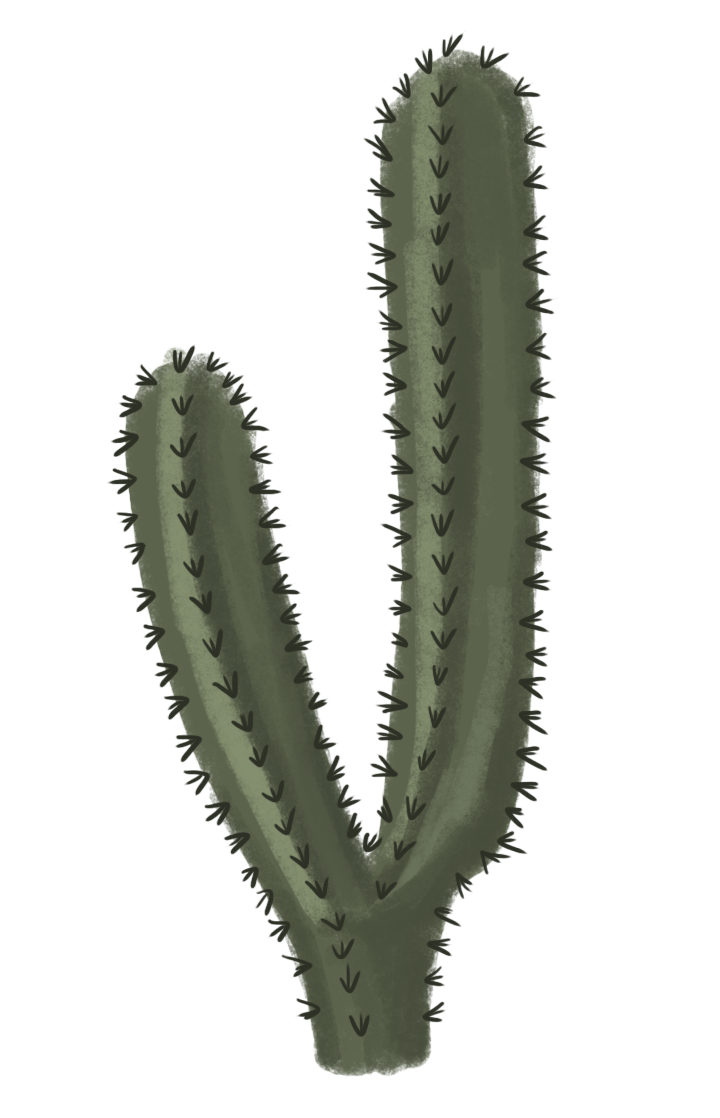 Cactus Png File - Cactus, Transparent background PNG HD thumbnail