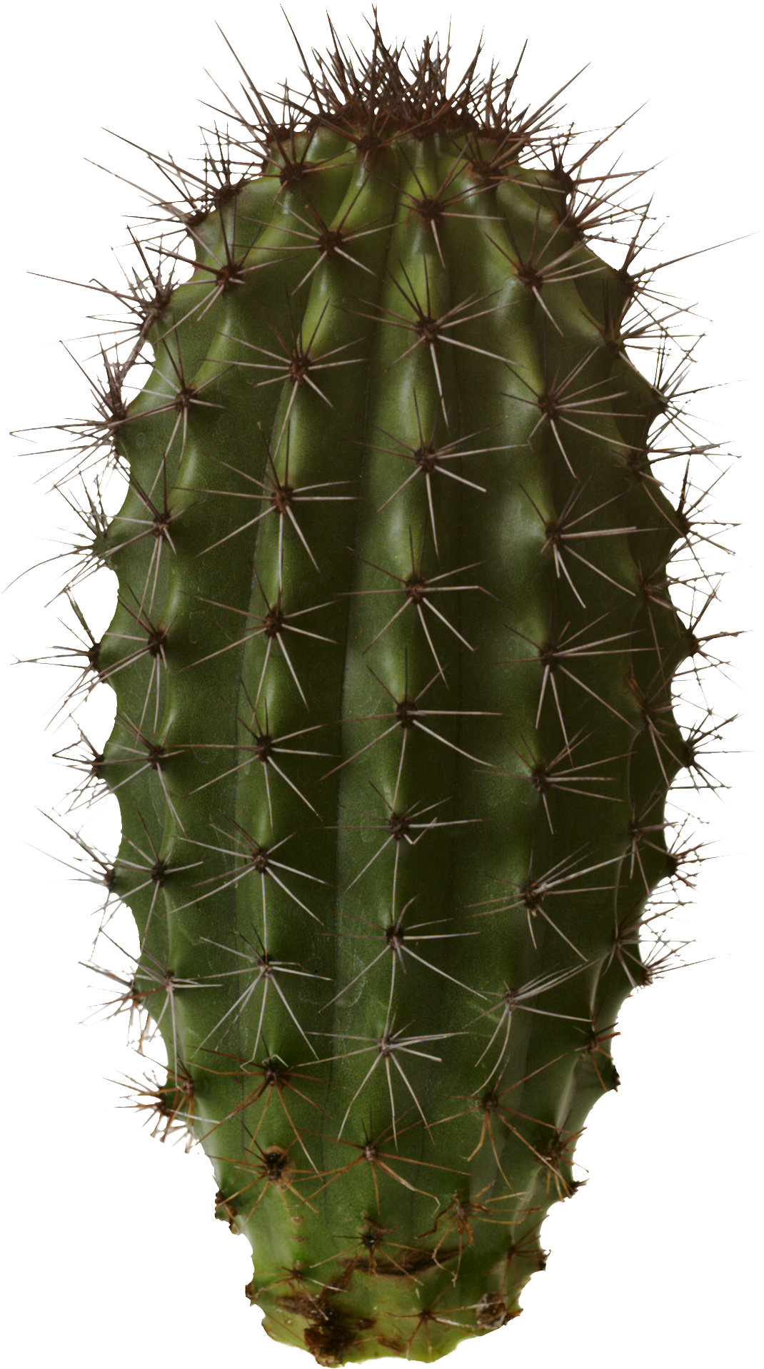 Cactus Png Image #24259 - Cactus, Transparent background PNG HD thumbnail