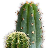 Cactus Png Image Png Image - Cactus, Transparent background PNG HD thumbnail