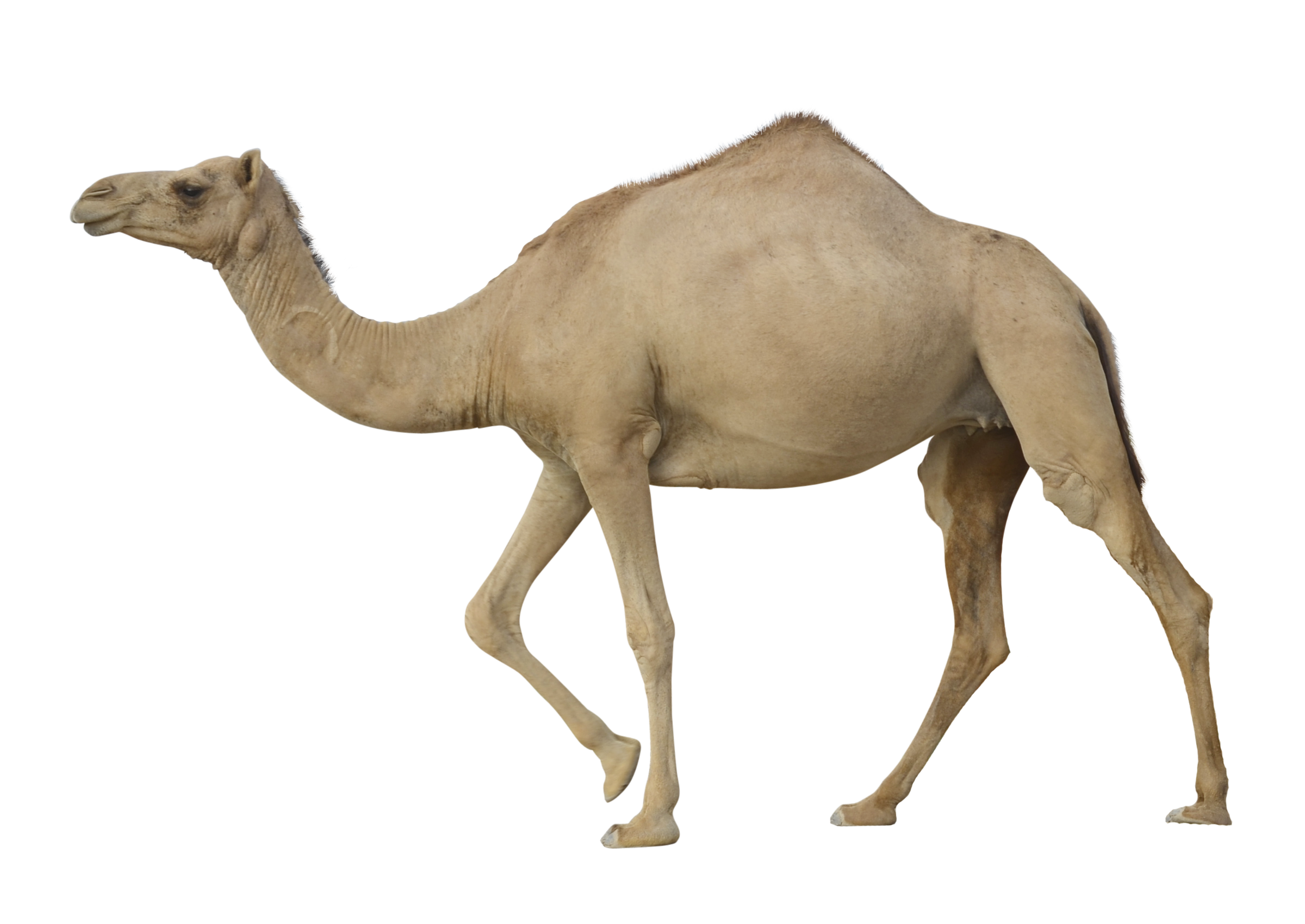 Camel Transparent PNG