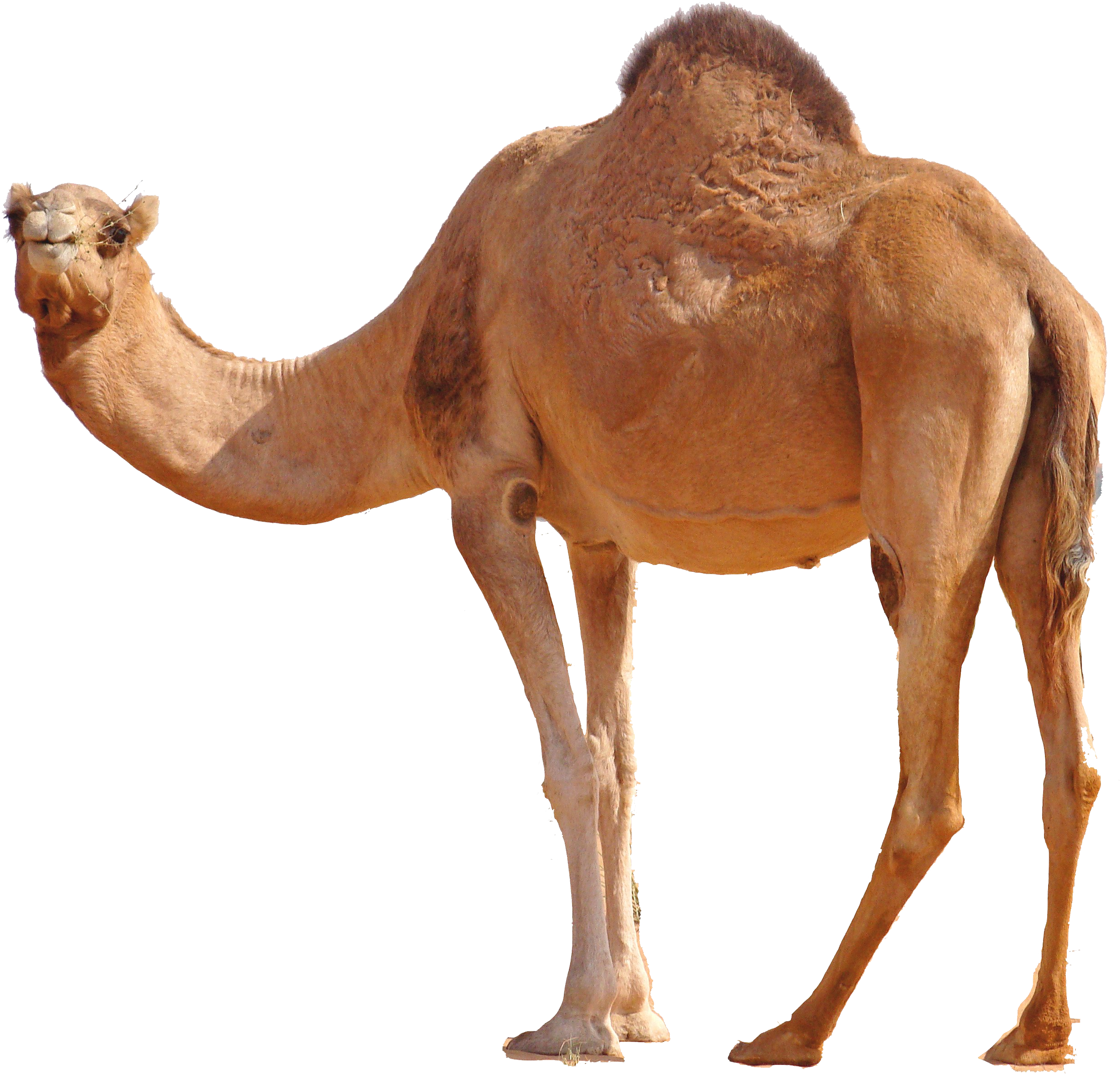 Desert Camel, Camels, Luotuo,