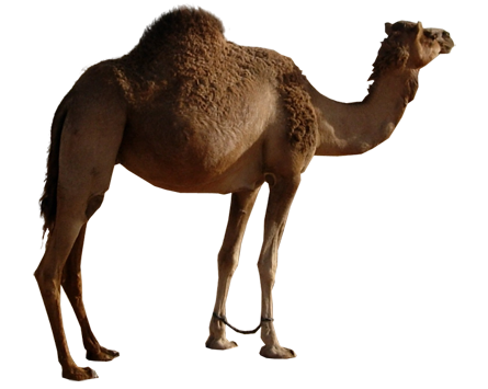 Camel PNG Picture