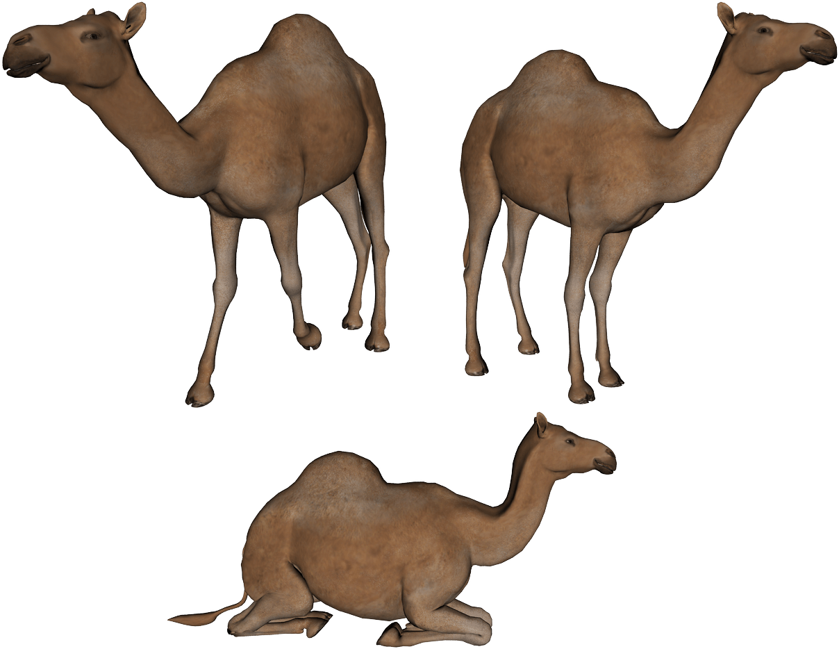 Camel Png Image Png Image - Camel, Transparent background PNG HD thumbnail