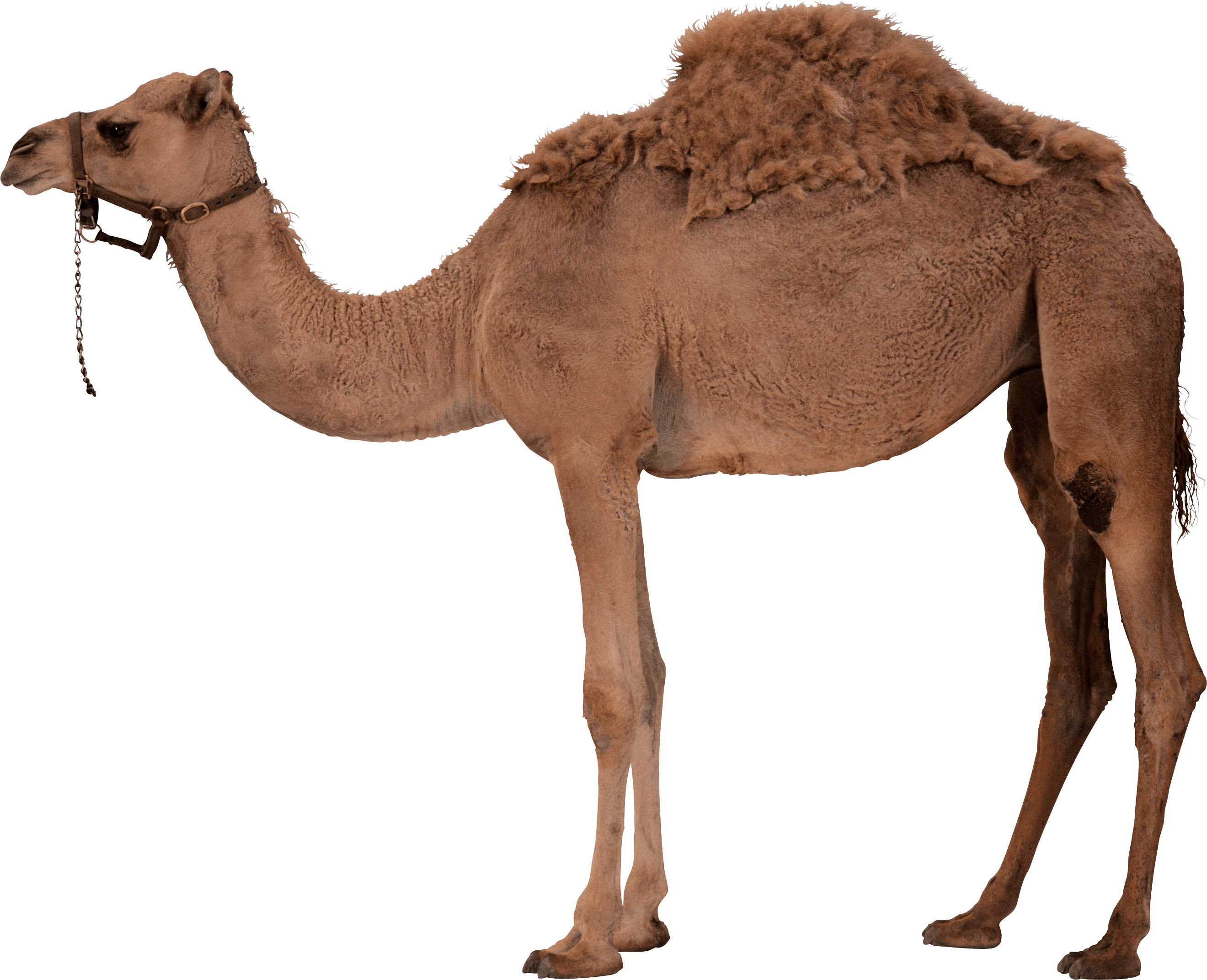 Camel Png Image PNG Image, Camel HD PNG - Free PNG