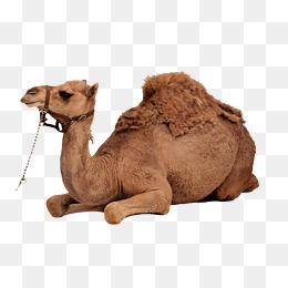 Camel PNG Pic