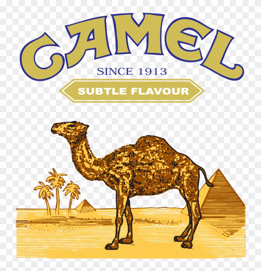 Dromedary Bactrian Camel , Ca