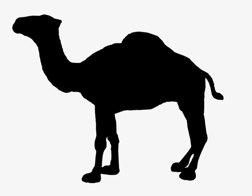 Camel Logo Clipart , Png Download   Camel Silhouette Vector Pluspng.com  - Camel, Transparent background PNG HD thumbnail