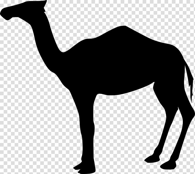 Dromedary Bactrian Camel , Camel Logo Transparent Background Png Pluspng.com  - Camel, Transparent background PNG HD thumbnail