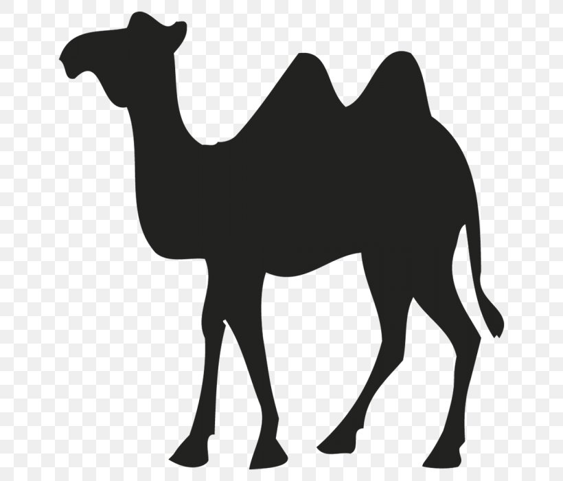 Dromedary Bactrian Camel Sticker Logo, Png, 682X700Px, Dromedary Pluspng.com  - Camel, Transparent background PNG HD thumbnail