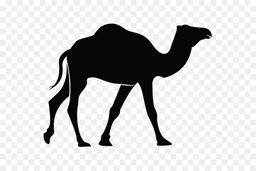 Camel Logo Template Vector, L