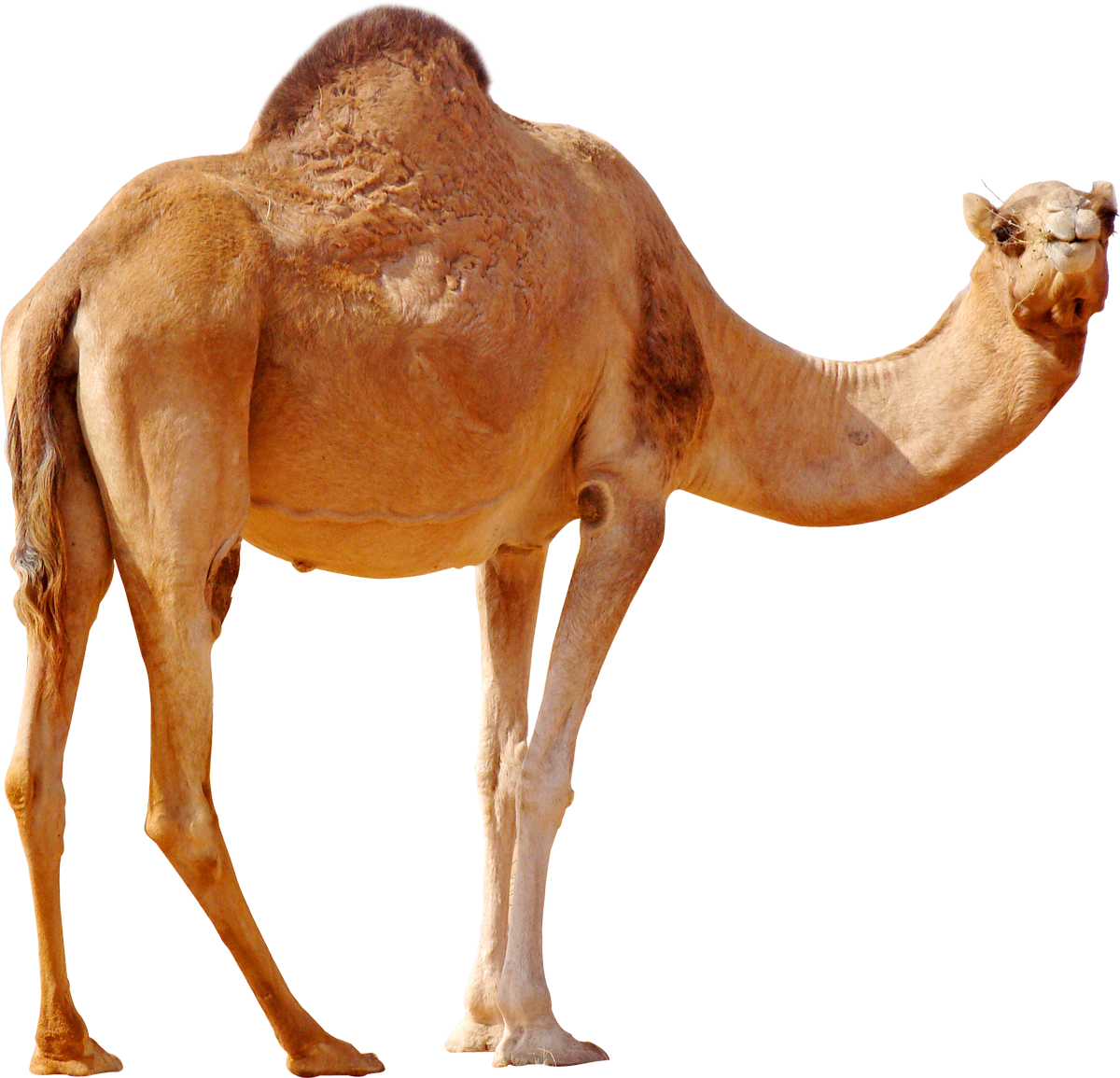 Camel Png - Camel, Transparent background PNG HD thumbnail